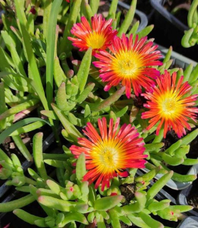 Delosperma cooperi 'Delmara Red'
